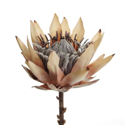 Dried King Protea Flower Stem