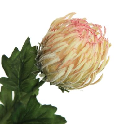 Native Pink Pincushion Protea Flower Spray