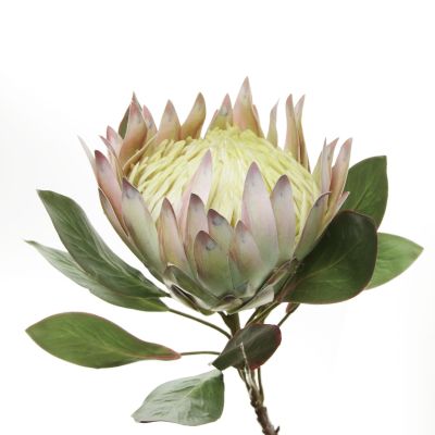 White King Protea Flower Stem